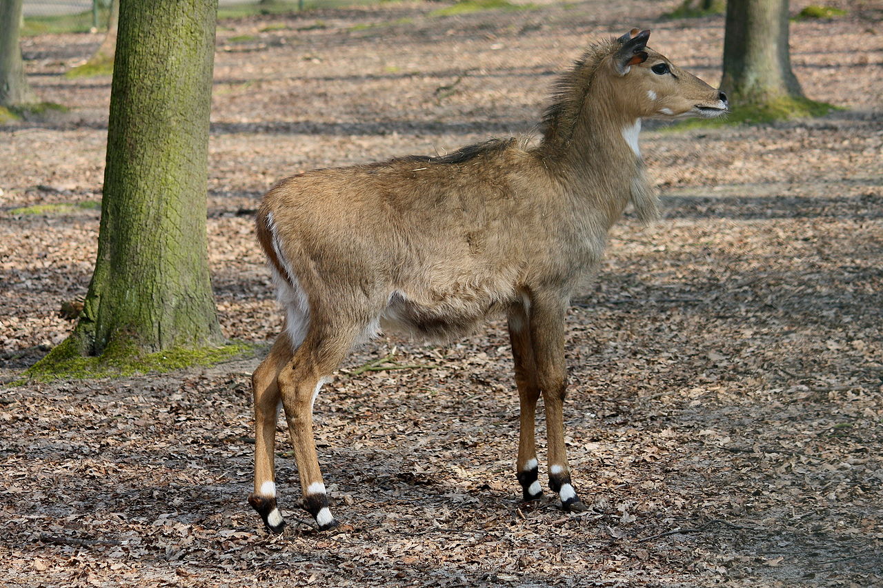 Boselaphus tragocamelus