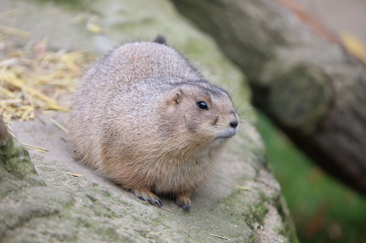 Câinele de prerie cu coada neagră (Cynomys ludovicianus) este un rozător de tipul veverițelor