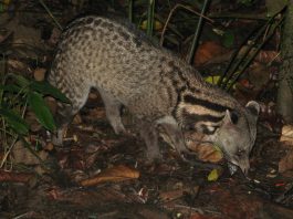 Civeta malaieză (Viverra tangalunga), un mamifer carnivor ce poate fi confundat cu o hienă sau felină