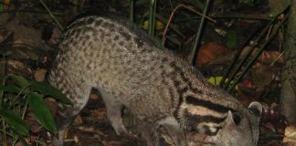 Civeta malaieză (Viverra tangalunga), un mamifer carnivor ce poate fi confundat cu o hienă sau felină