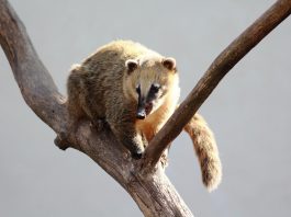 Coati sudic cu coada inelată (Nasua nasua) trăiește în pădurile tropicale ale Americii Centrale și de Sud