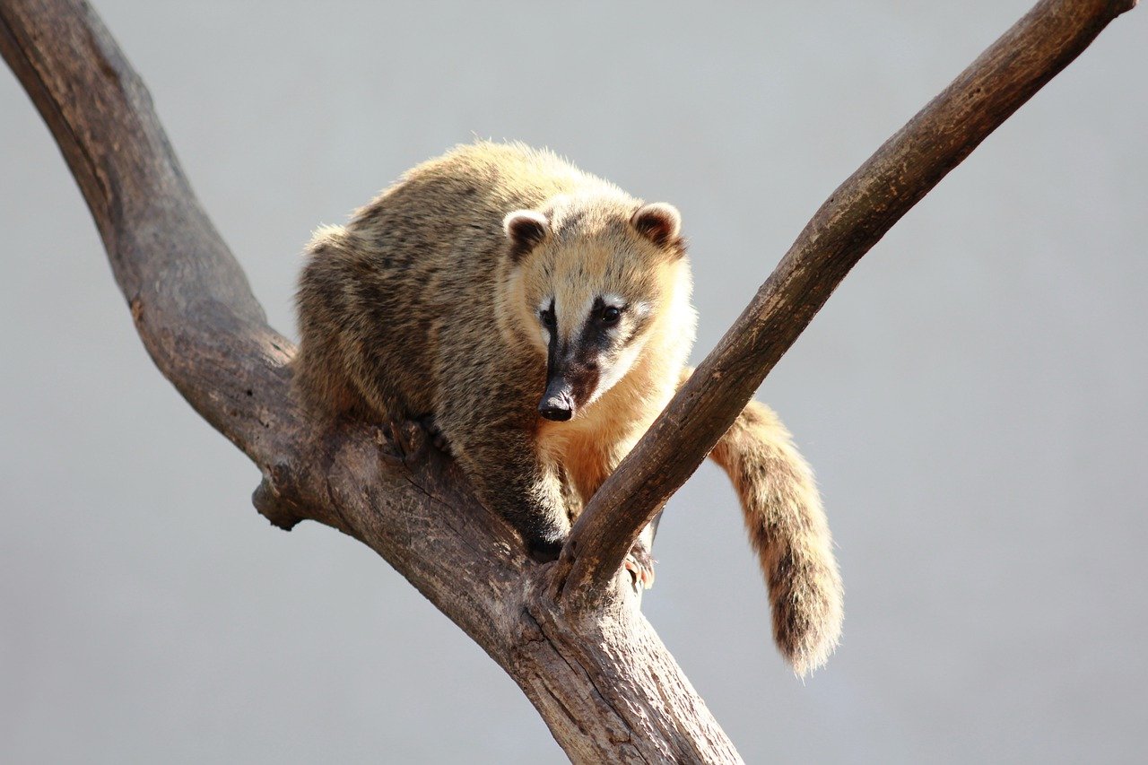 Coati sudic cu coada inelată (Nasua nasua) trăiește în pădurile tropicale ale Americii Centrale și de Sud