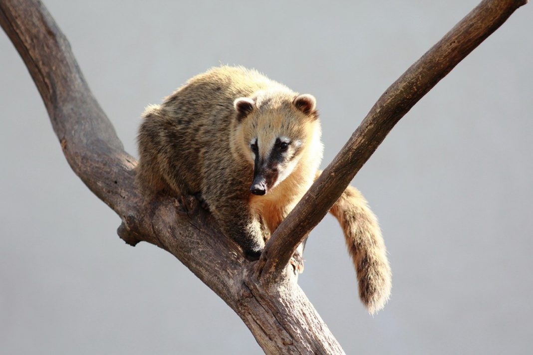 Coati sudic cu coada inelată (Nasua nasua) trăiește în pădurile tropicale ale Americii Centrale și de Sud