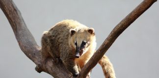 Coati sudic cu coada inelată (Nasua nasua) trăiește în pădurile tropicale ale Americii Centrale și de Sud
