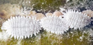 Cosenile, gândaci din familia Coccoidea considerați mari dăunători prolifici ai recoltelor