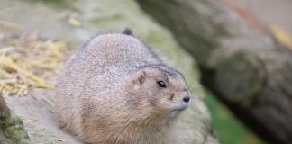 Câinele de prerie cu coada neagră (Cynomys ludovicianus) este un rozător de tipul veverițelor