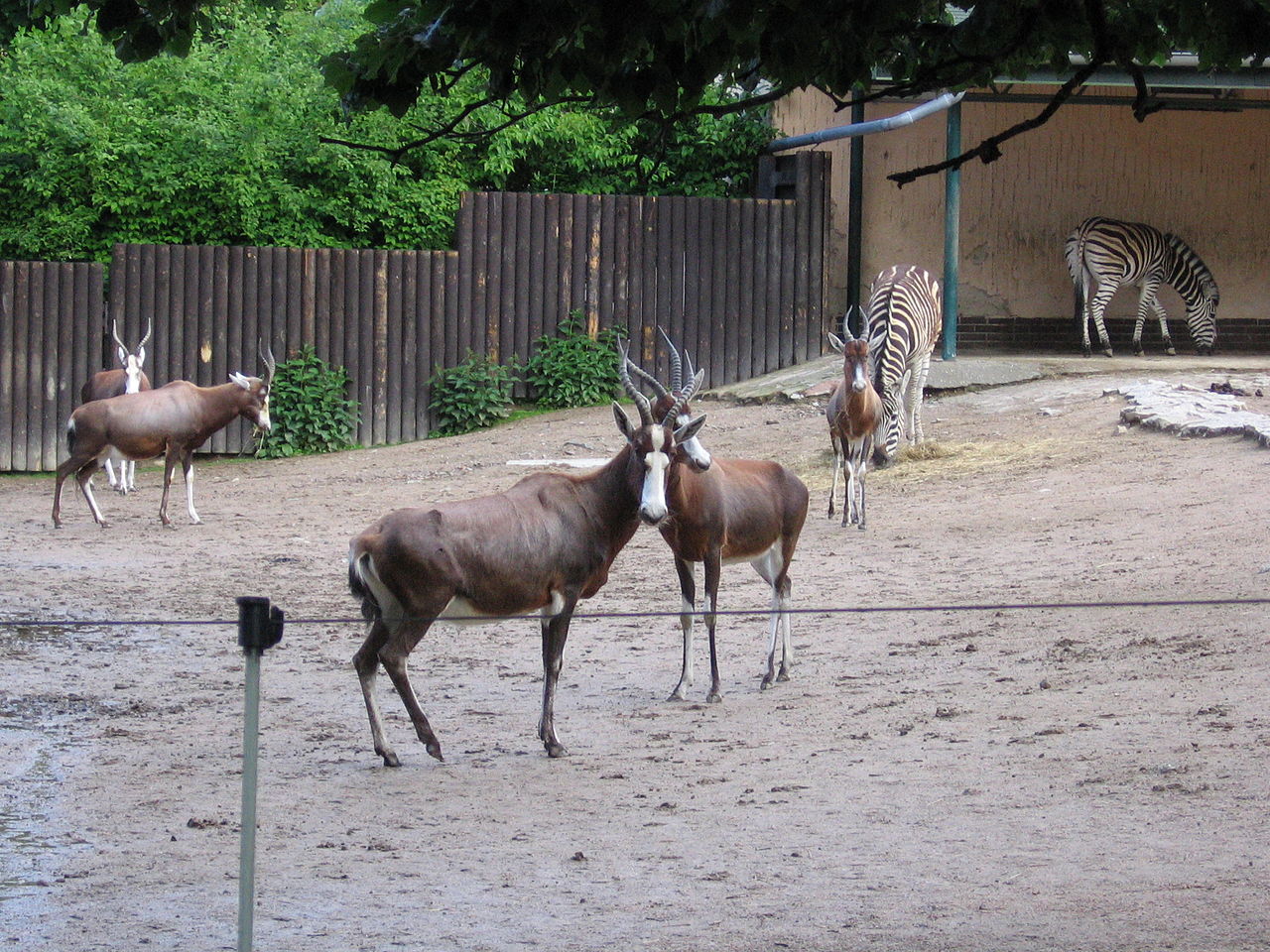 Damaliscus dorcas