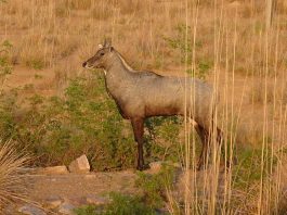 Descoperă un animal impresionant din Asia de Sud - Antilopa nilgau, Boselaphus tragocamelus sau taurul albastru!