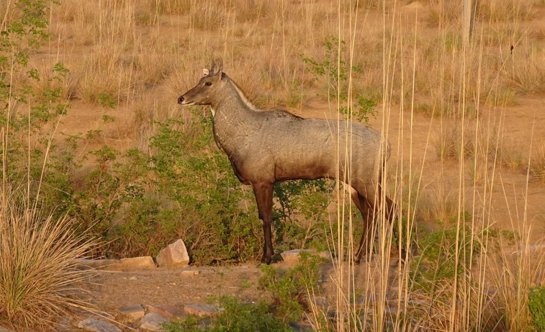 Descoperă un animal impresionant din Asia de Sud - Antilopa nilgau, Boselaphus tragocamelus sau taurul albastru!