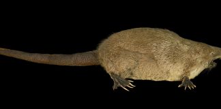 Desmanul rusesc (Desmana moschata), o creatură de apă care face parte din familia cârtițelor