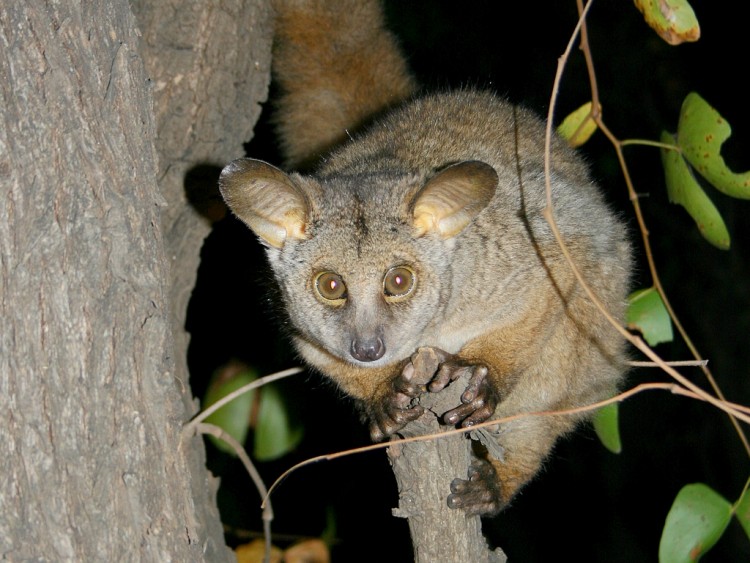 Euoticus elegantulus, Foto: monkeyland.co.za