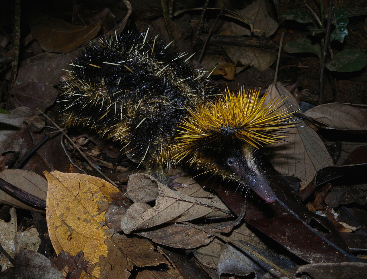 Hemicentetes semispinosus