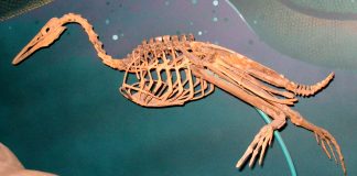 Hesperornis, pasărea adaptată la viața acvatică ce prefera țărmurile mărilor din Cretacic