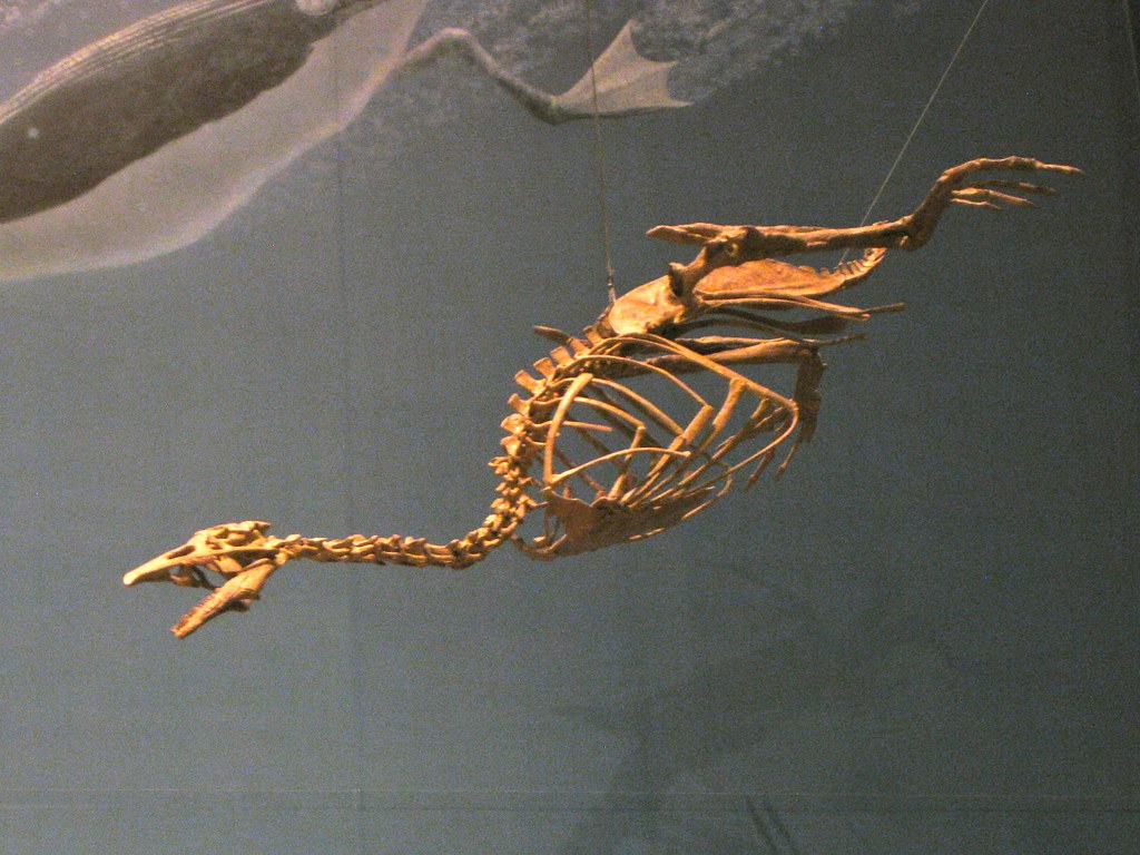 Hesperornis