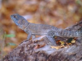 Iguana cu guler din Madagascar (Oplurus cuvieri), o reptilă ce are coada spinoasă din familia Opluridae