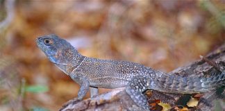 Iguana cu guler din Madagascar (Oplurus cuvieri), o reptilă ce are coada spinoasă din familia Opluridae