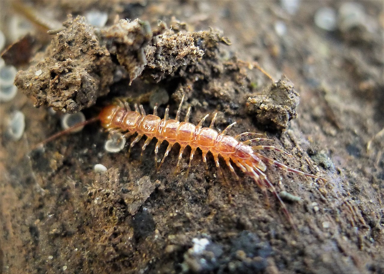 Lithobius Variegatus