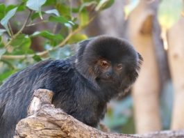 Marmosetul lui Goeldi (Callimico goeldii) este cea mai mare primată din grupul marmosetelor