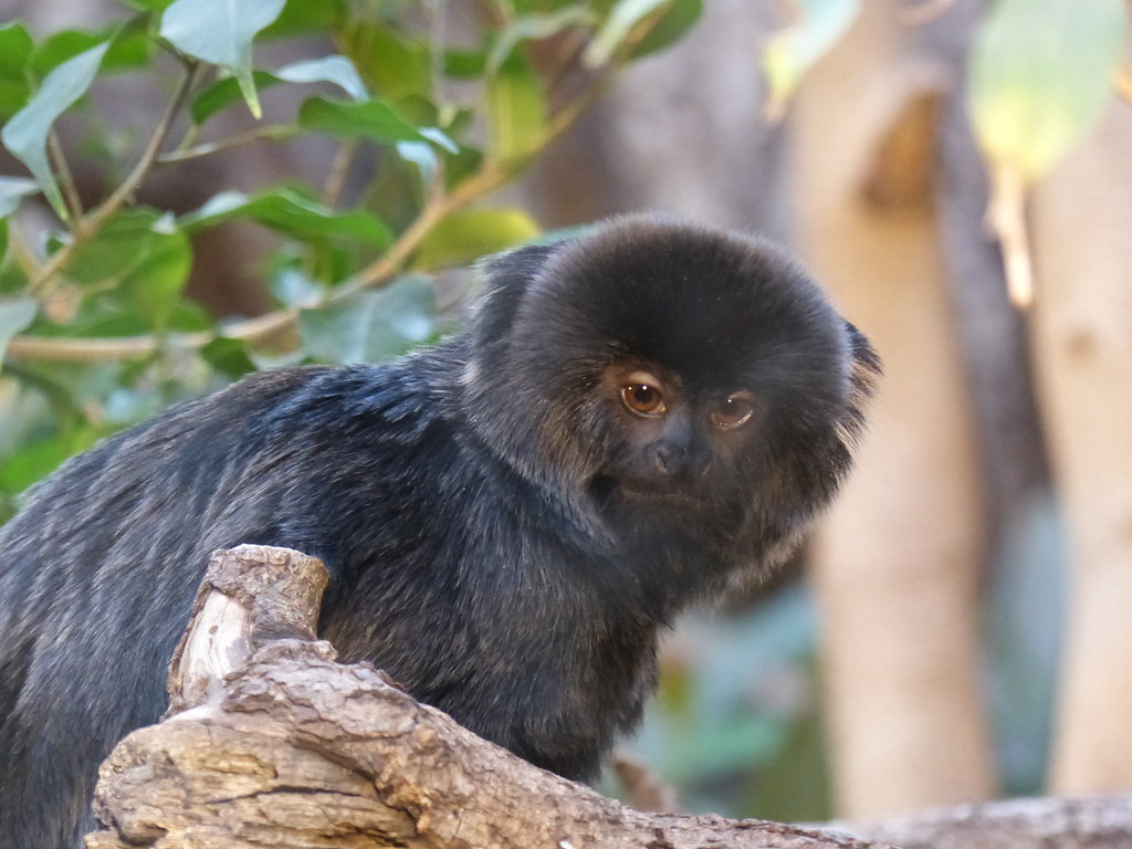 Marmosetul lui Goeldi (Callimico goeldii) este cea mai mare primată din grupul marmosetelor