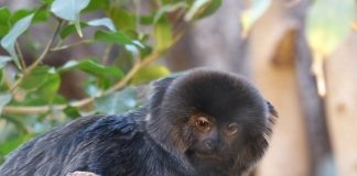 Marmosetul lui Goeldi (Callimico goeldii) este cea mai mare primată din grupul marmosetelor