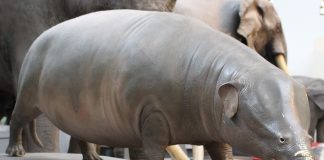 Moeritherium, cel mai vechi reprezentant al elefanților face parte din ordinul Proboscidienilor