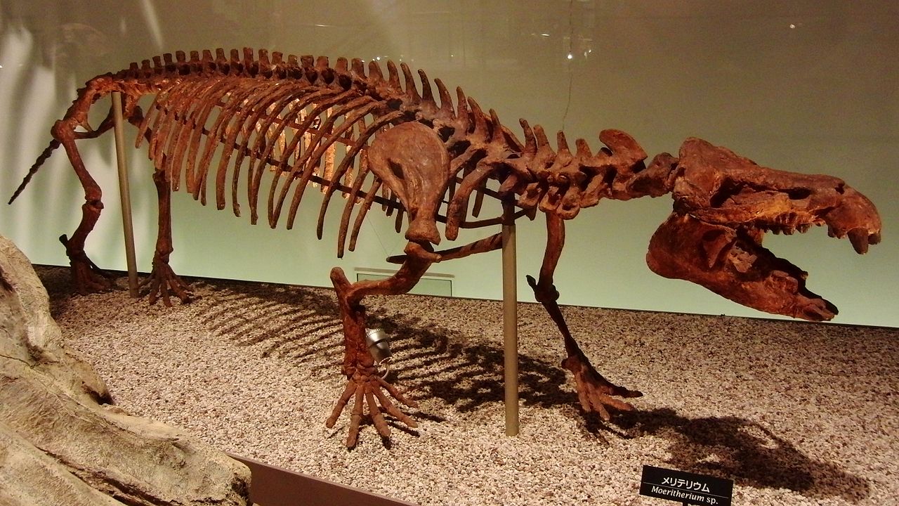 Moeritherium