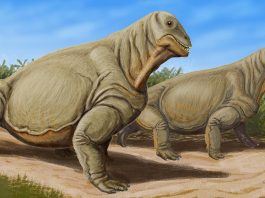 Moschops capensis, o reptilă de mărimea unui rinocer din Permianul Africii de Sud