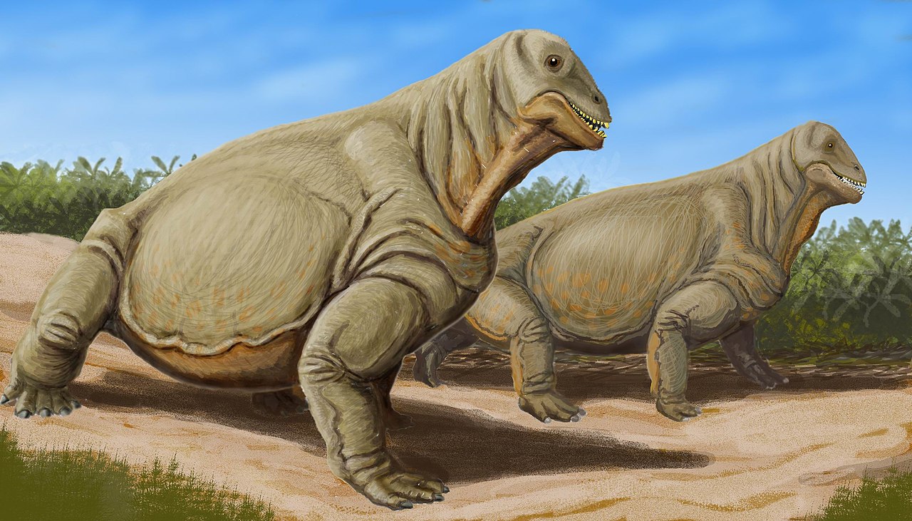 Moschops capensis, o reptilă de mărimea unui rinocer din Permianul Africii de Sud