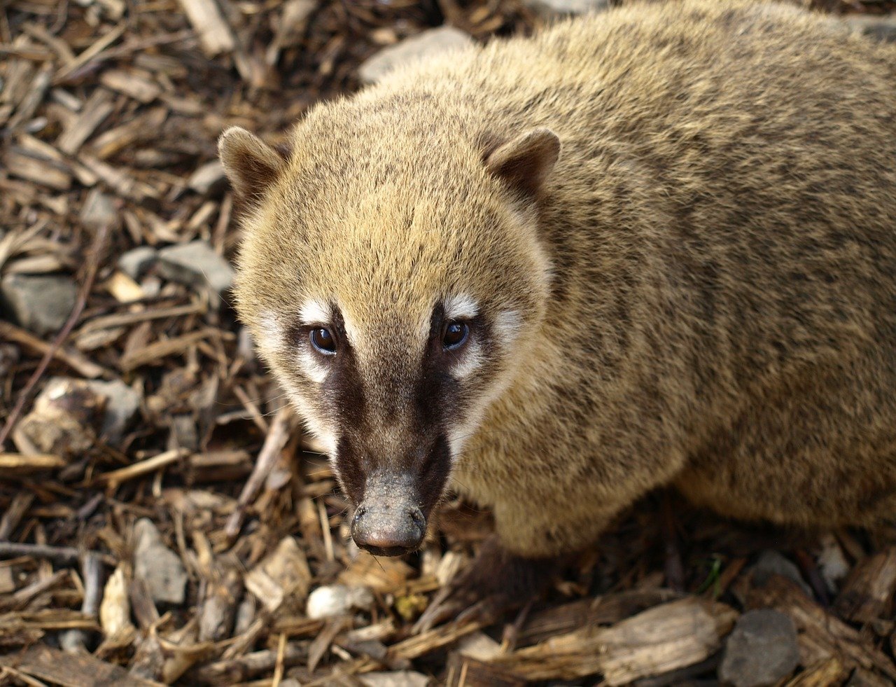 Nasua nasua