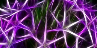 Nasterea si functionarea neuronilor – descoperiri recente Neurons