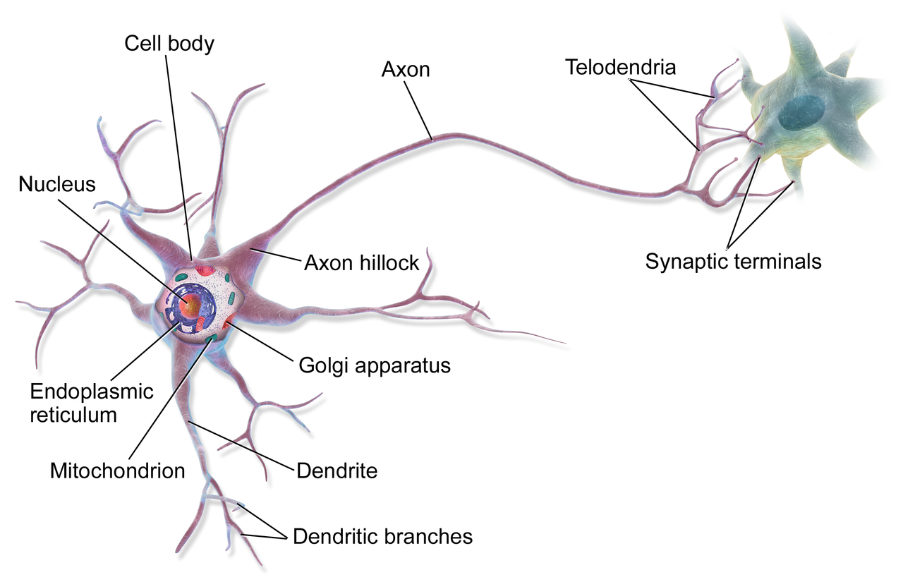 Neurons1