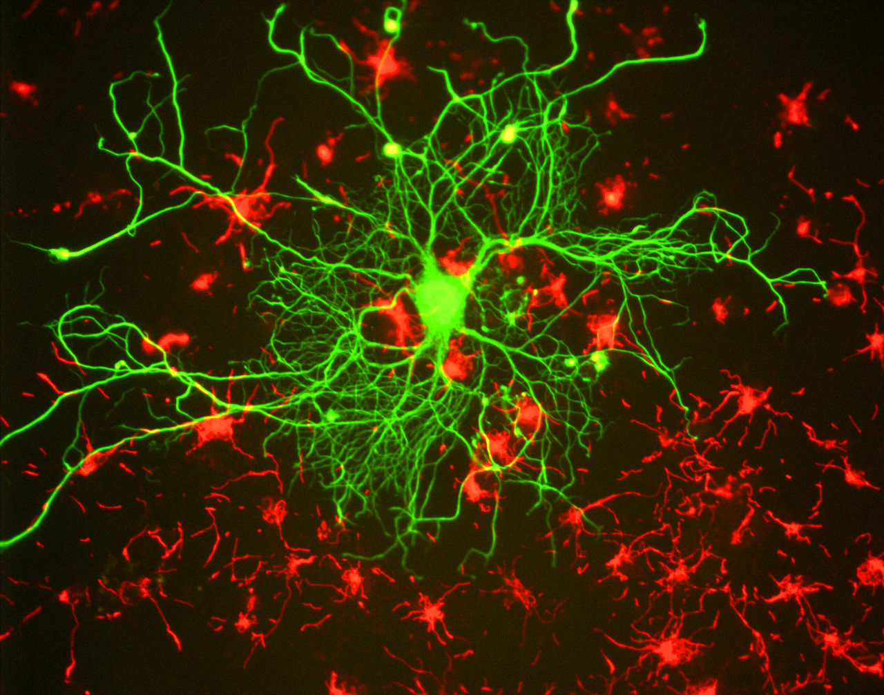 Neurons111
