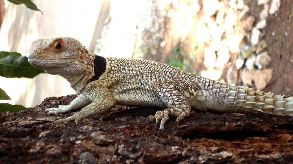 Oplurus cuvieri