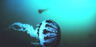 Robotul-meduza – o inventie spectaculoasa Robotul meduza