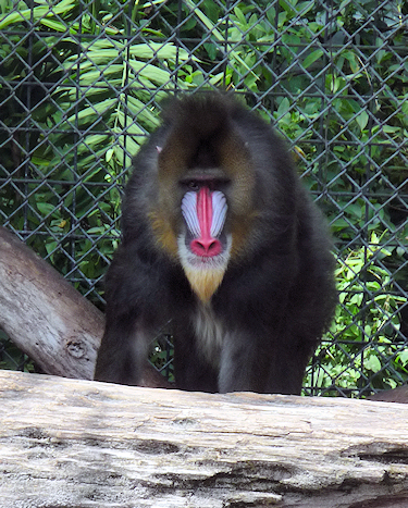 Sfinxul (Papio sphinx), Foto: janne.cc