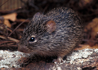 Sobolanul tepos de bumbac (Sigmodon hispidus), Foto: portcitydaily.com