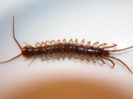 Specii de litobizi, miriapode terestre care fac parte din clasa Chilopoda, familia Lithobiidae