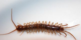 Specii de litobizi, miriapode terestre care fac parte din clasa Chilopoda, familia Lithobiidae