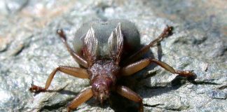 Specii de muște-păduche care sug sânge și trăiesc în pădurile tropicale și subtropicale