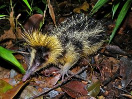 Tenrecul dungat (Hemicentetes semispinosus) din Madagascar, pare o combinație între chitcan și arici