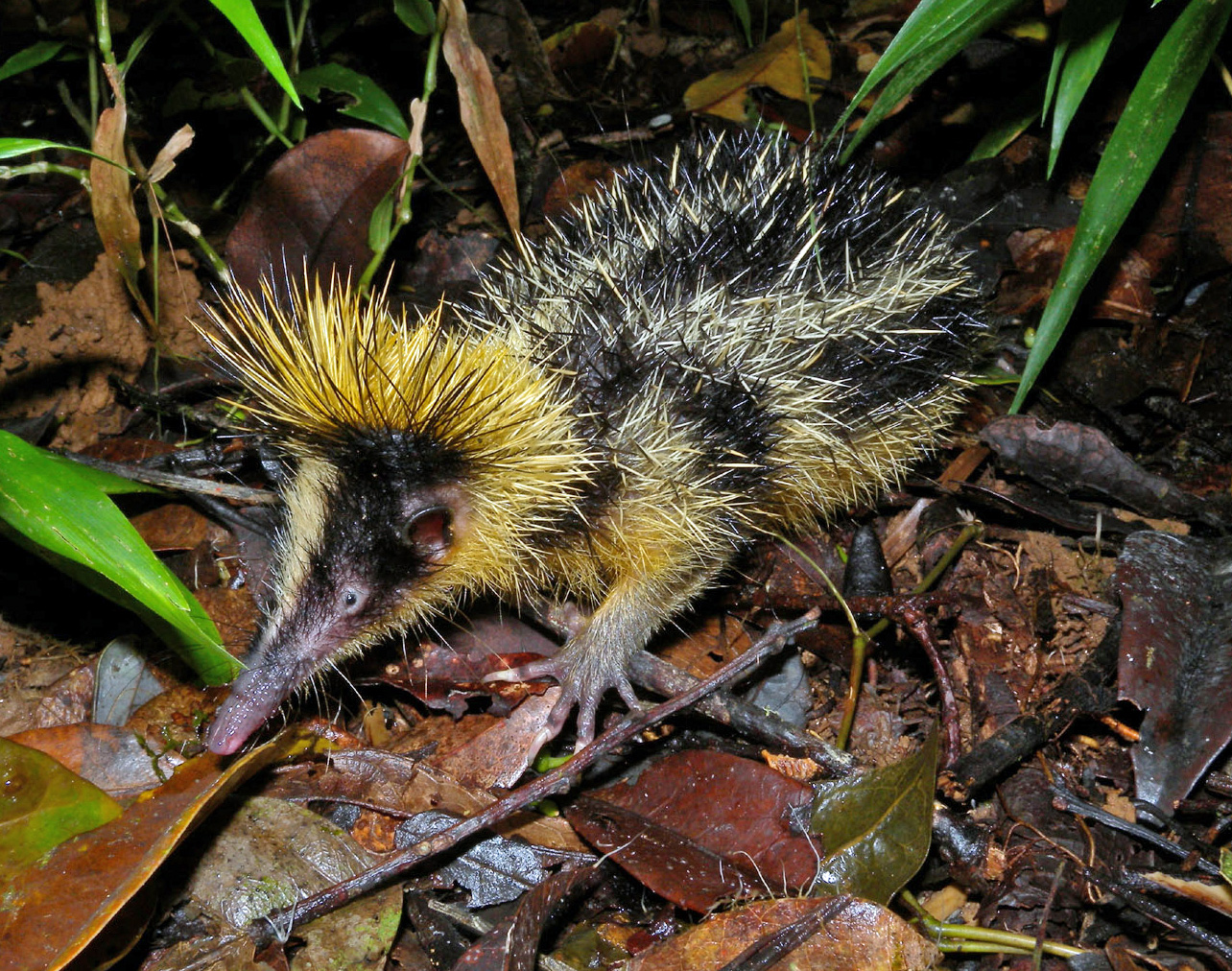 Tenrecul dungat (Hemicentetes semispinosus) din Madagascar, pare o combinație între chitcan și arici