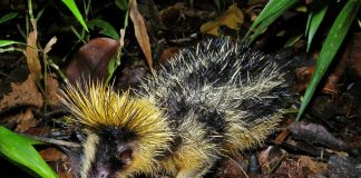 Tenrecul dungat (Hemicentetes semispinosus) din Madagascar, pare o combinație între chitcan și arici