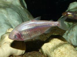 Tetra mexican (Astyanax mexicanus) sau peștele caracin orb de peșteră