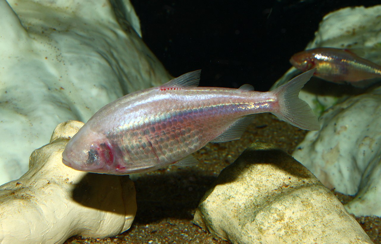 Tetra mexican (Astyanax mexicanus) sau peștele caracin orb de peșteră