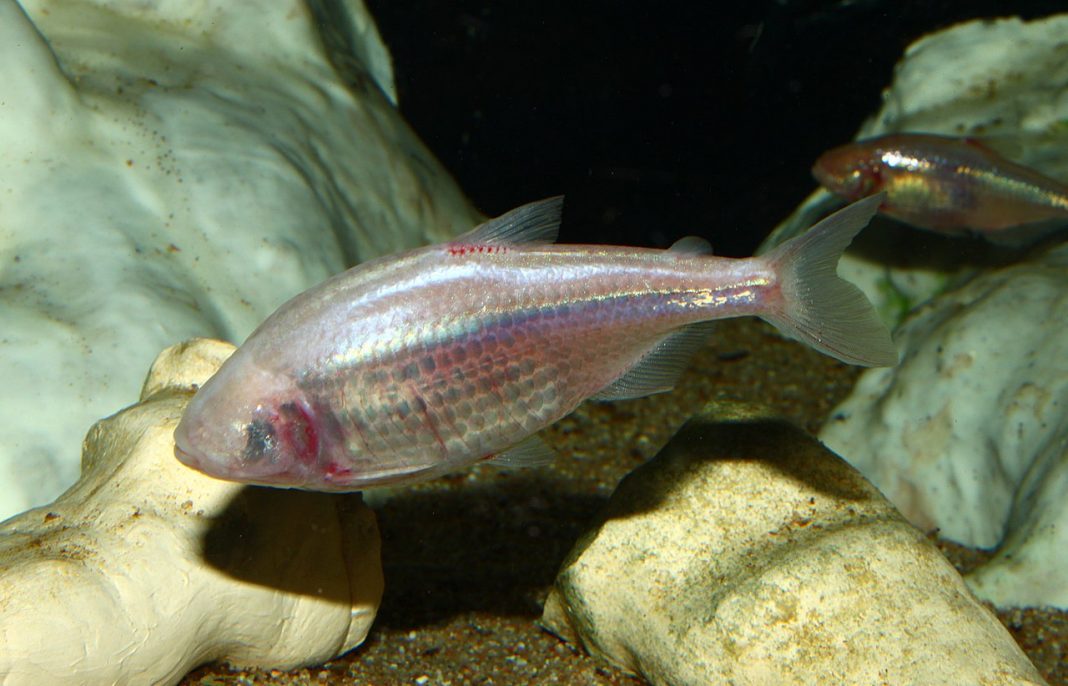 Tetra mexican (Astyanax mexicanus) sau peștele caracin orb de peșteră Tetra mexican (Astyanax mexicanus) sau peștele caracin orb de peșteră