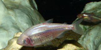 Tetra mexican (Astyanax mexicanus) sau peștele caracin orb de peșteră