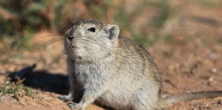Șobolanul fluierător al lui Brant (Parotomys brantsii), un rozător prolific din Africa de Sud