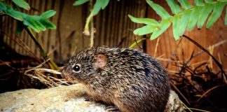 Șobolanul țepos de bumbac (Sigmodon hispidus), un mare dăunător al recoltelor din America de Sud și de Nord