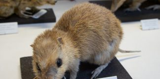 Bandicotul cu nasul lung (Perameles nasuta), mamifer marsupial din Australia care sforăie tare atunci când doarme