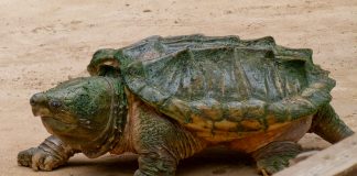 Broasca țestoasă-vultur (Macroclemys temminckii), cea mai mare specie de apă dulce